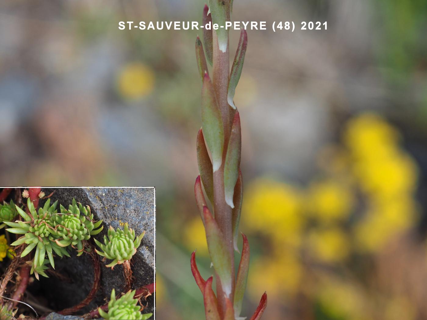 Stonecrop, Rock leaf